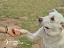 Adiestramiento Canino